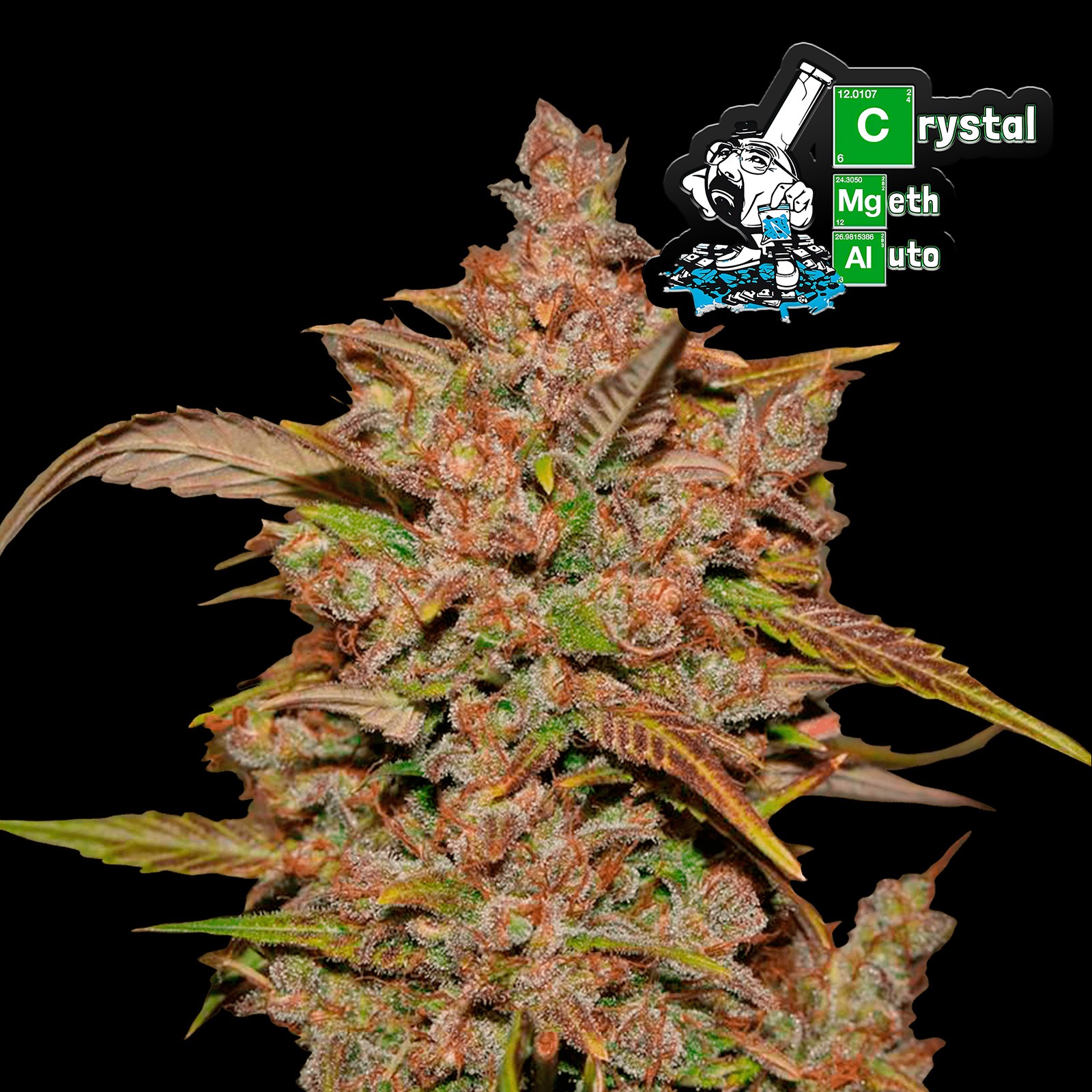White Crystal Meth Auto Seeds by Original Sensible Seeds